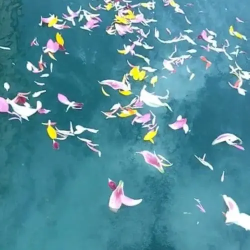 散骨花 - 海に浮かぶ花々